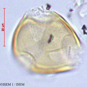 ISEM 1/Centropogon_gamosepalus_29089/Centropogon_gamosepalus_29089_0001(copy)_thumb.jpg